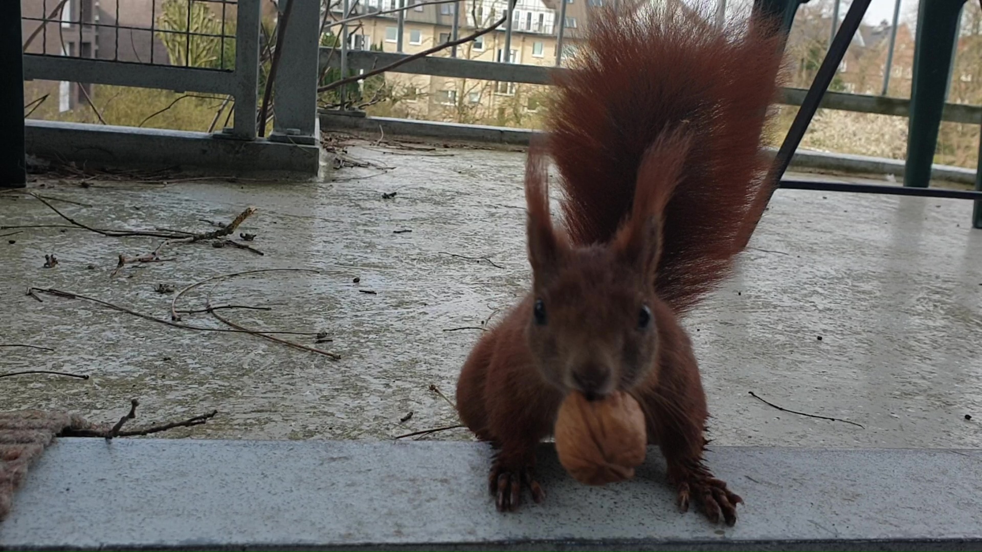 Eichhörnchen frisst eine Walnuss